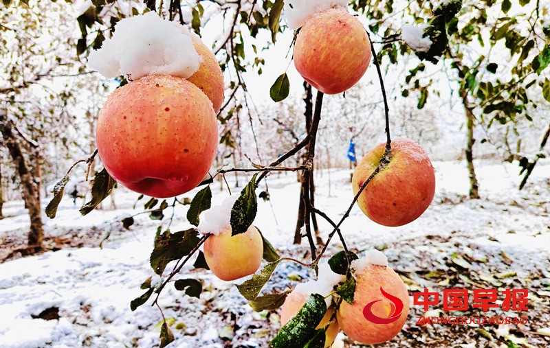 1734144637175753.jpg 微信图片_20241214104153_副本.jpg