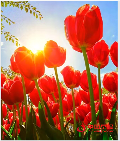 1735281679131996.png 7花儿.png