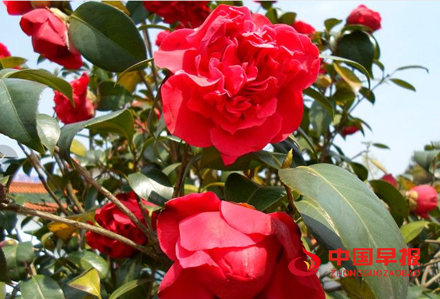 1736670875195940.png 山茶花.png