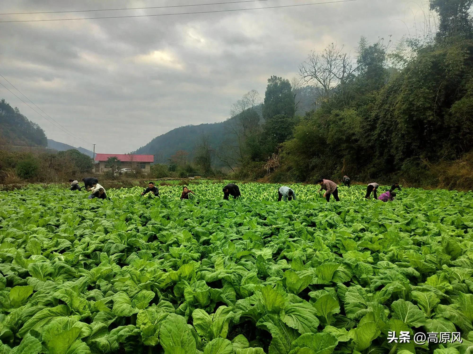 1740970450180431.jpeg 图片01.jpeg