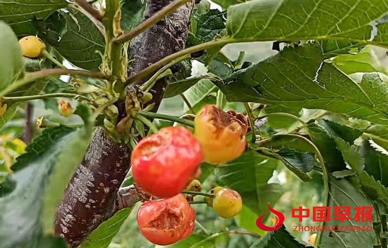 1748763443786122.jpg 微信图片_20250601153116_副本.jpg