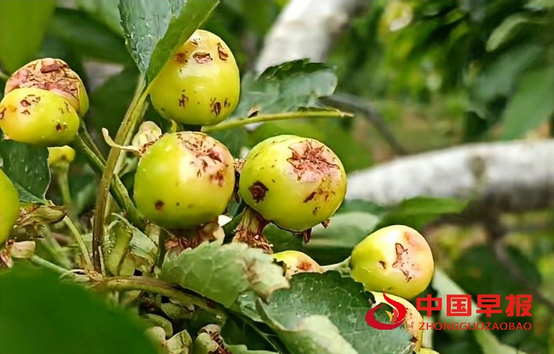 1748763458112476.jpg 微信图片_20250601153113_副本.jpg