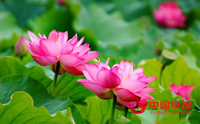 1749773441127997.png 荷花.png