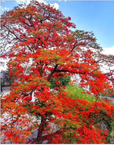 1754627466895818.png 3花树.png