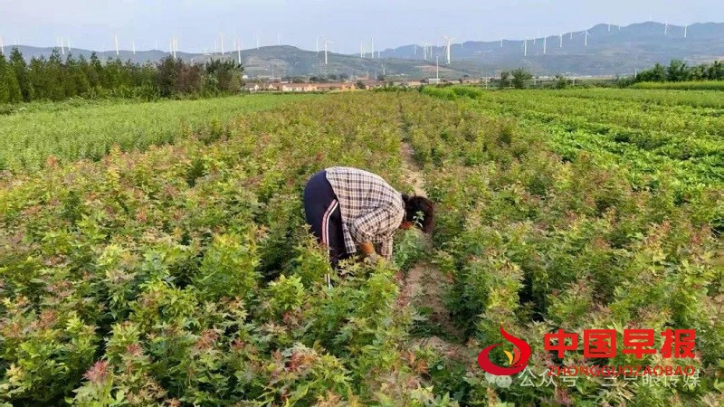 1755441476194860.jpg 微信图片_20250817223111.jpg