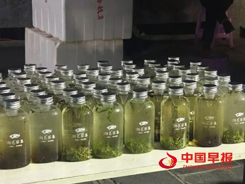湘超现场湖邑茶集免费送万杯保靖黄金茶新茶饮，引爆湘西茶韵热潮(图8)