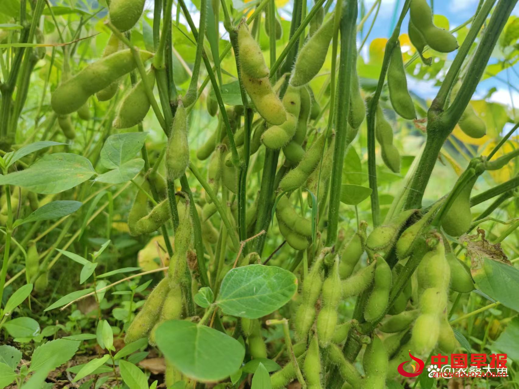 1760428657649038.jpg 图片01.jpg