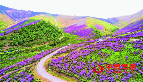 青海海东：“文旅 +” 多元融合激活发展新动能 绘就富民兴市新图景(图1)