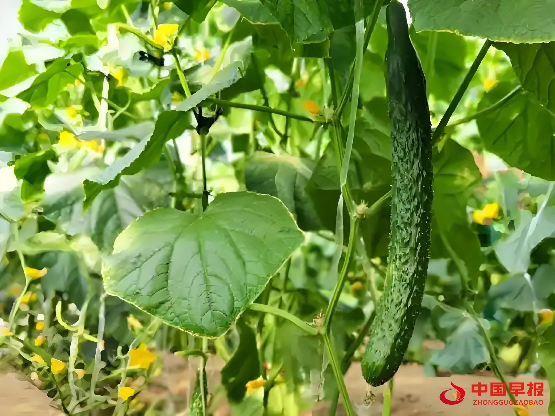 1761035568143081.jpg 图片08.jpg